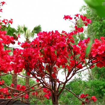 Lagerstroemia indica (Myrta krepová)  ´CAROLINE BEAUTY´ - výška 130-160 cm, kont. C10L (-15°C)